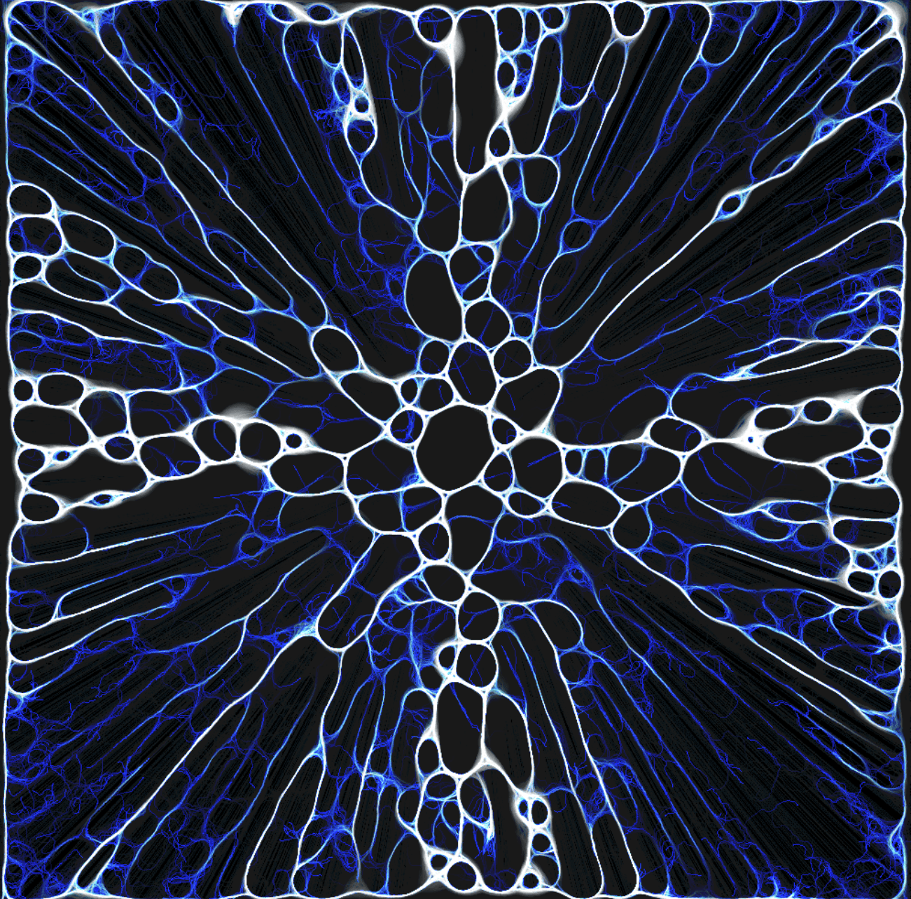 Photo of Slime Mould Simulation